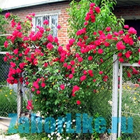 Забор из плетущей розы